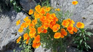 Different Types of Decor Flowers on Wallflowers on wall flowers on wall Flowers on Wall :