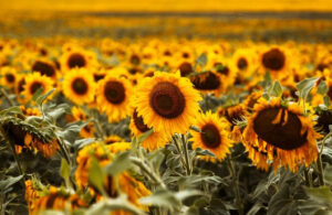 Sunflowers are among the most joyous of all happy birthday flowers: